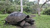 El Niño es una amenaza mortal para los animales del archipiélago Galápagos