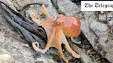 Watch: Octopus’s quick-change act to camouflage itself for dash to the sea