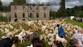 Paw-dorable: Watch hundreds of golden retrievers celebrate breed's anniversary in Scotland