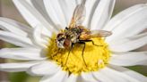 Get rid of flies in your home with effective method - 'they will sink and drown'