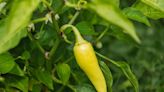 7 Companion Plants Perfect for Peppers (and What to Avoid)