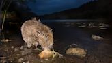 Public bodies on ‘go slow’ on boosting beaver numbers, campaigners argue