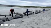 Whales die in major stranding on Orkney beach