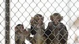 UC Davis, Musk fight release of ‘particularly gruesome’ monkey research photos, report says