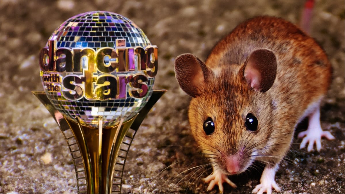 Former DWTS Pro’s Mirrorball Trophy Destroyed by Mice