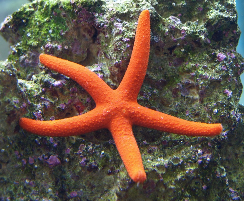 linckia_sp_orange.jpg