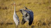 Strange love: 13 animals with truly weird courtship rituals