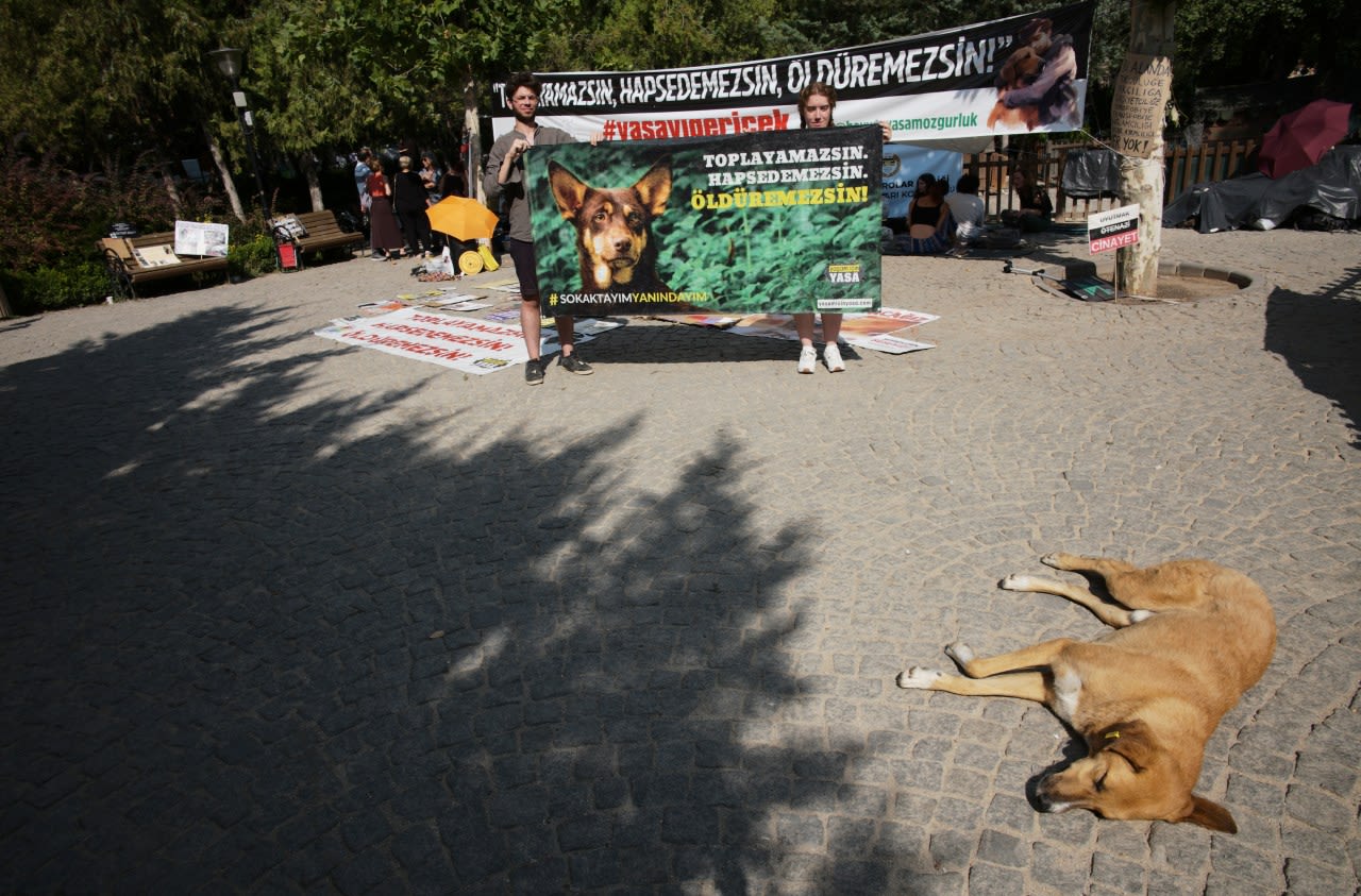 Turkey plans to regulate a large stray dog population, raising some fears about mass killings