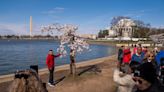 Washington DC’s beloved cherry tree Stumpy among 300 trees set to be chopped down