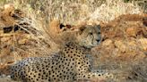 MP hides behind national security clause on Project Cheetah