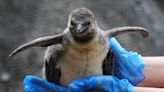 Penguin chicks ‘growing fast’ after arrival in safari park colony