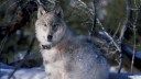 One of Colorado’s Reintroduced Wolves Was Found Dead. It Was Probably Killed by a Mountain Lion