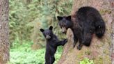 Black bear swipes at, attacks Steamboat hiker too close to cub