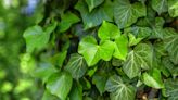 Kill invasive English ivy easily using natural eradication method - no herbicide