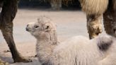 U.K. Zoo Welcomes First Baby Camel in More Than 8 Years
