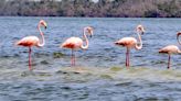 LOOK: Flamingos chill out in Englewood