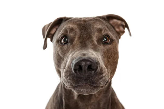 5 Types of Pit Bull Dog Breeds