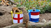 'Mystic' meerkats predict who will win England's Euro 2024 semi against Holland