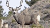 State approves increase in deer hunting permits for 2024