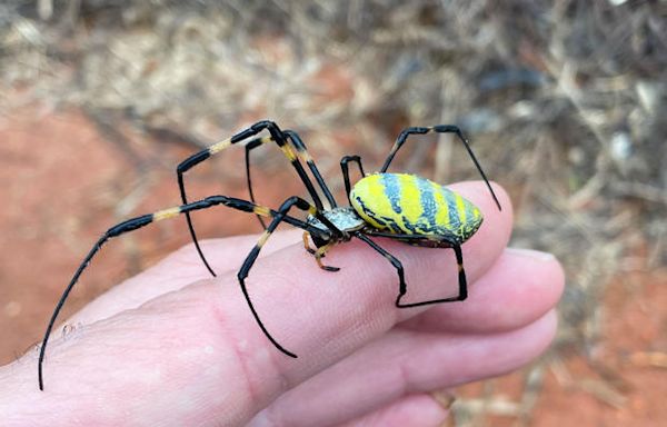 Giant venomous flying spiders with 4-inch legs heading to New York area as they spread across East Coast - WDEF