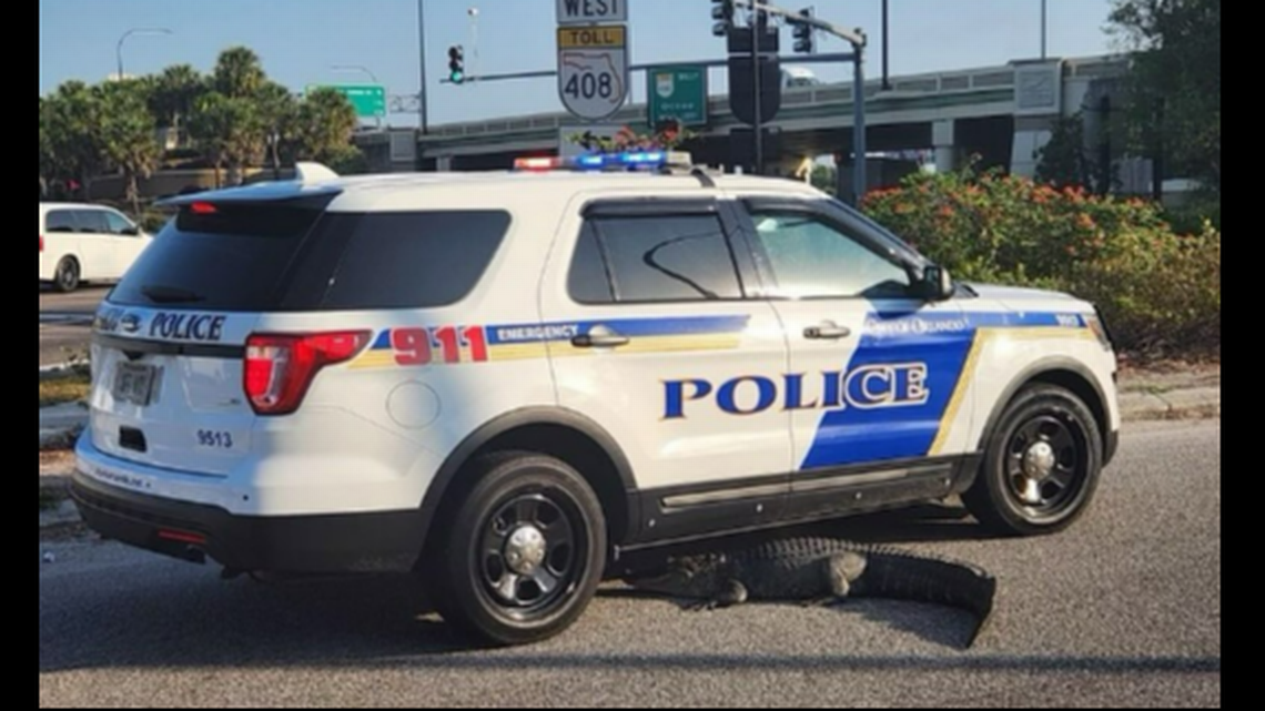 Goofy alligator crawls into Florida road, snuggles responding police car, photo shows