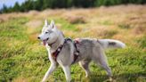 Hiking Husky Rescued After Becoming Trapped Behind Hollywood Sign