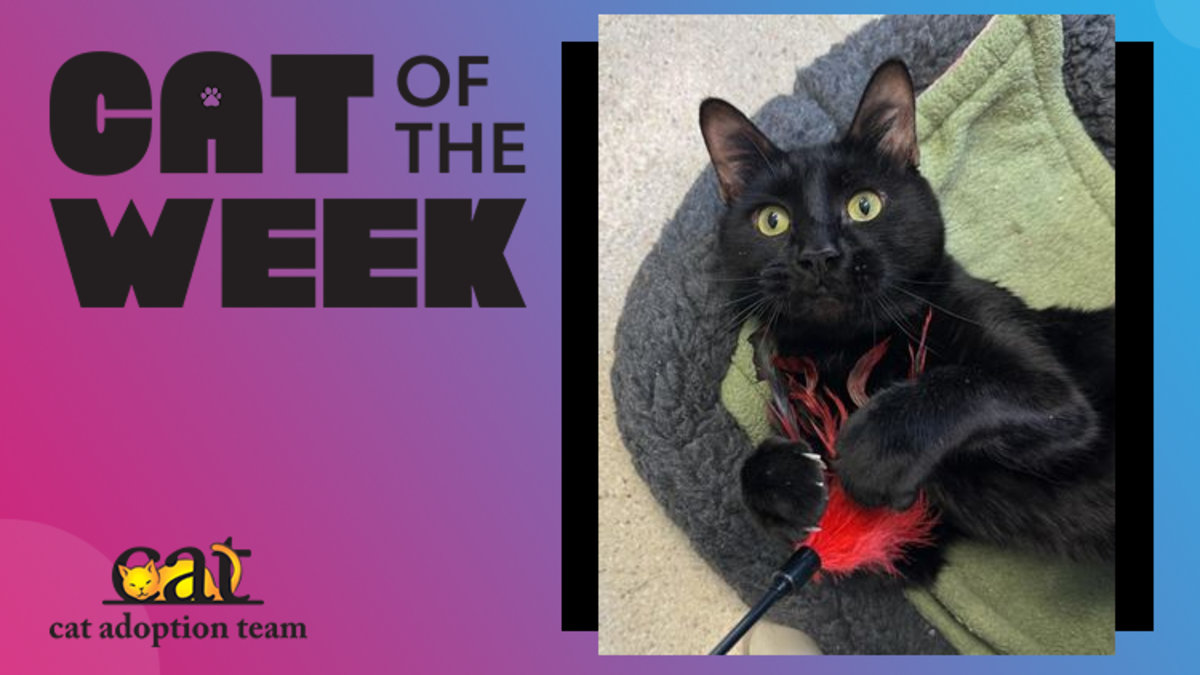 Cat Of The Week: Louie (Adopt Me) | Z100 Portland | Maui