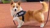 El agente de policía más popular de China es un corgi