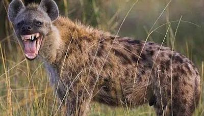 Hyena captured after panic in Nigerian city