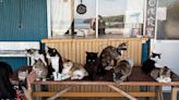 Shrine honors cats at a Japanese island where they outnumber humans