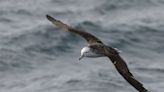 How we tracked one small seabird species' remarkable flight into a typhoon