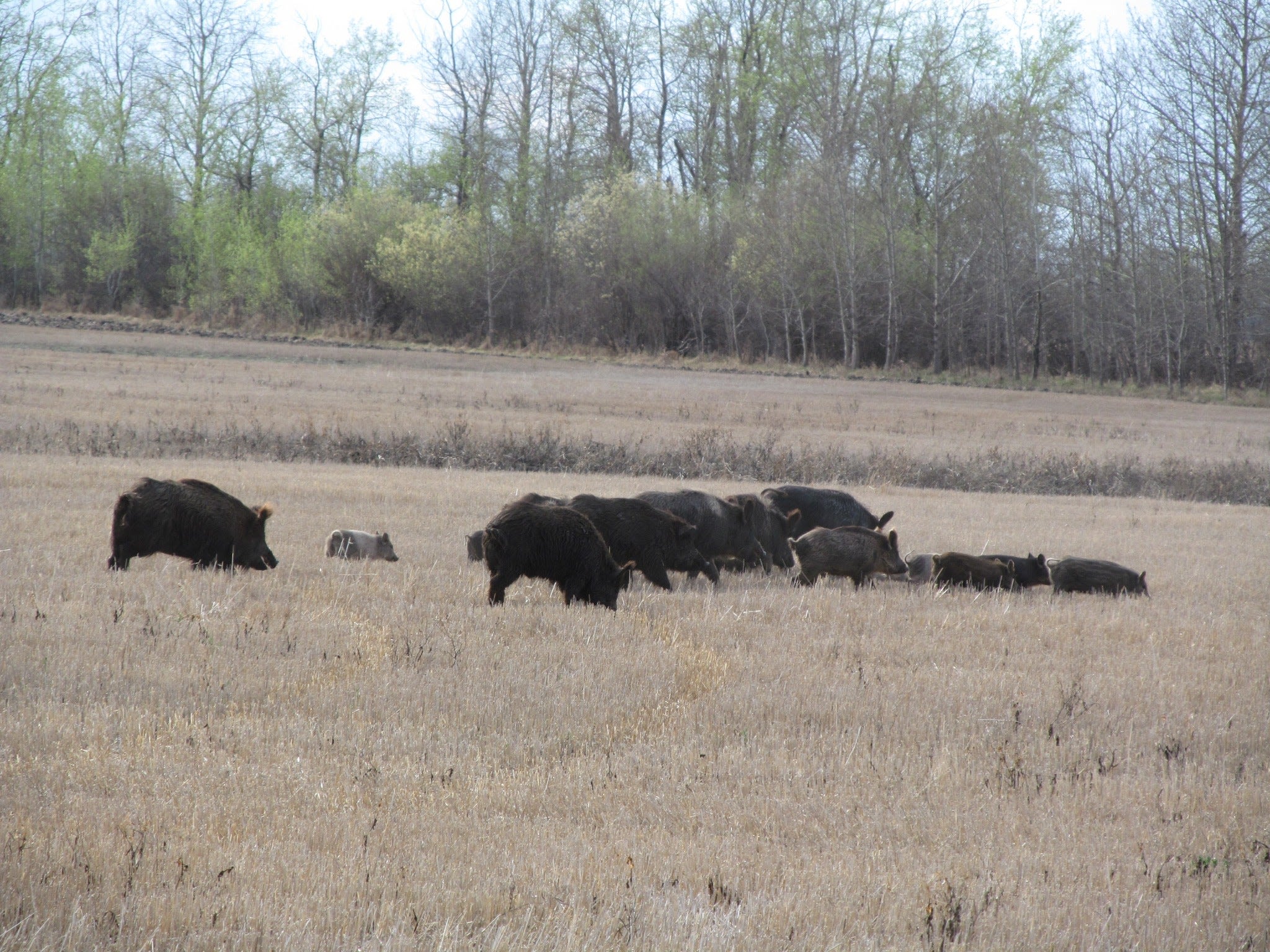 New Study: Canada’s “Super Pig” Invasion Likely to Spread into Northern U.S.