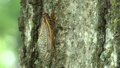 Cicadas could threaten survival rate of trees, experts warn