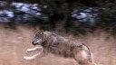 Colorado Green-Lights Lethal Management of Gray Wolves, Under Certain Conditions