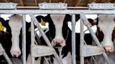 Risk of bird flu spreading to cows outside US, says WHO