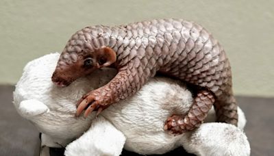 A second critically endangered Chinese pangolin is born in the Prague zoo in less than 2 years