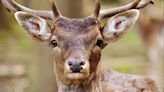 New deer-hunting law provides way for hunters to track down wounded animals and finish them off