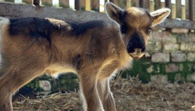 Family farm park welcomes baby reindeer