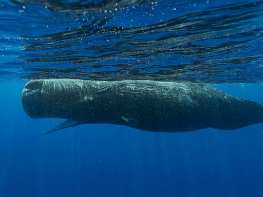 Scientists are learning the basic building blocks of sperm whale language after years of effort