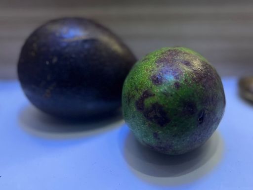 Bengaluru founder’s parents use avocados for pooja: ‘Offerings to God upgraded from bananas’