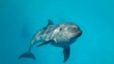 Equilibrium/Sustainability — Deepwater’s dolphin damage highlights toxicity of oil