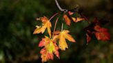 Ready for fall leaves? Iowa's drought may bring earlier changes and brighter colors