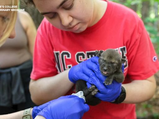 NC State's pack grows with birth of 3 endangered red wolf pups