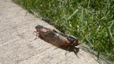 Why are 17-year cicadas so loud, and how do they make noise?