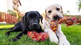 Dogs May Stay in 'Better Health' If They Have a Pet Friend at Home, Study Finds