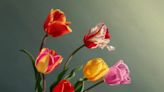 New exhibit to open at Holland Museum for Tulip Time