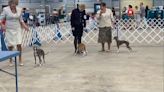 Chow Chow crowned top dog in Jambalaya Cluster Dog Show