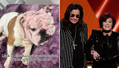 Bulldog covered in burns looking for a home gets adopted—By the Osbournes