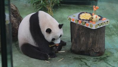 台北動物園為大熊貓「圓寶」慶祝4歲生日