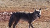 Suspected wolf pack sighting near Elko were coyotes